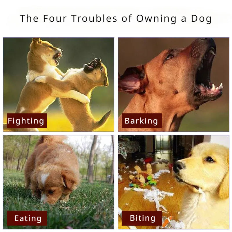 Black dog muzzle on a golden retriever showing size and fit