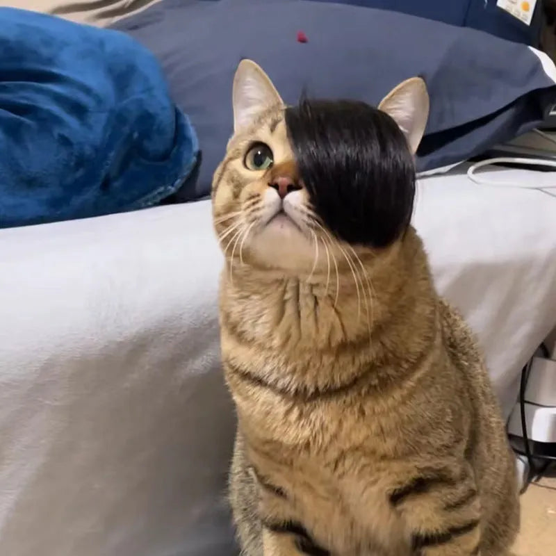 Black polyester cat wig with imitation braid styling for costume dress up