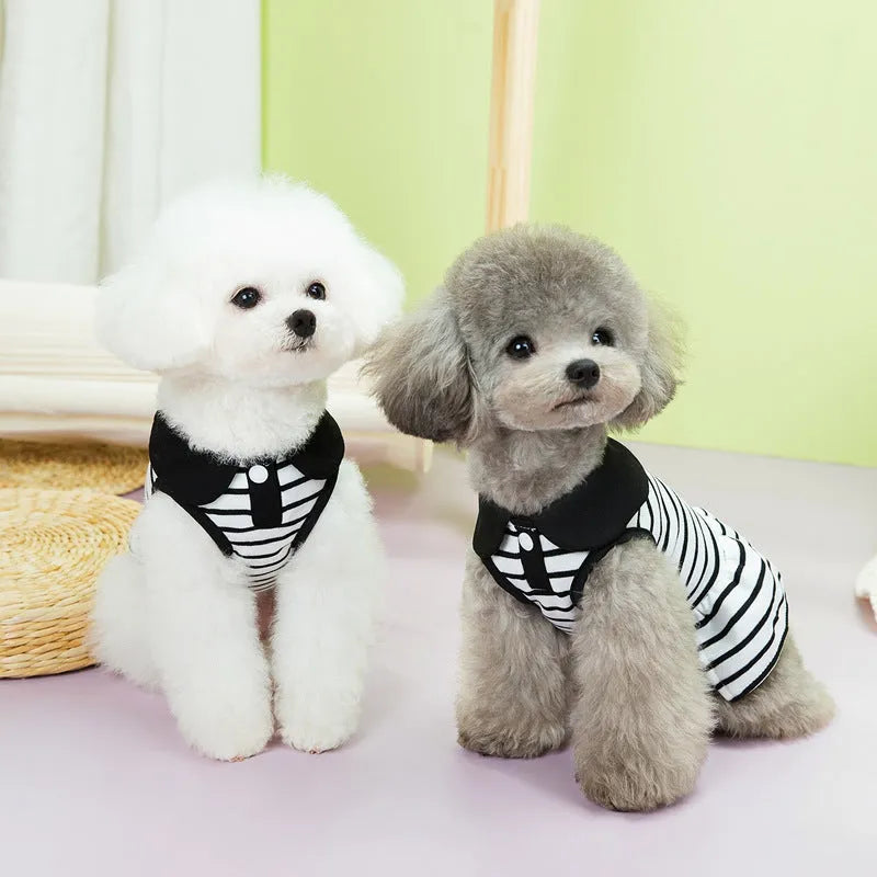 Pet wearing striped cotton T-shirt and skirt summer outfit in casual style