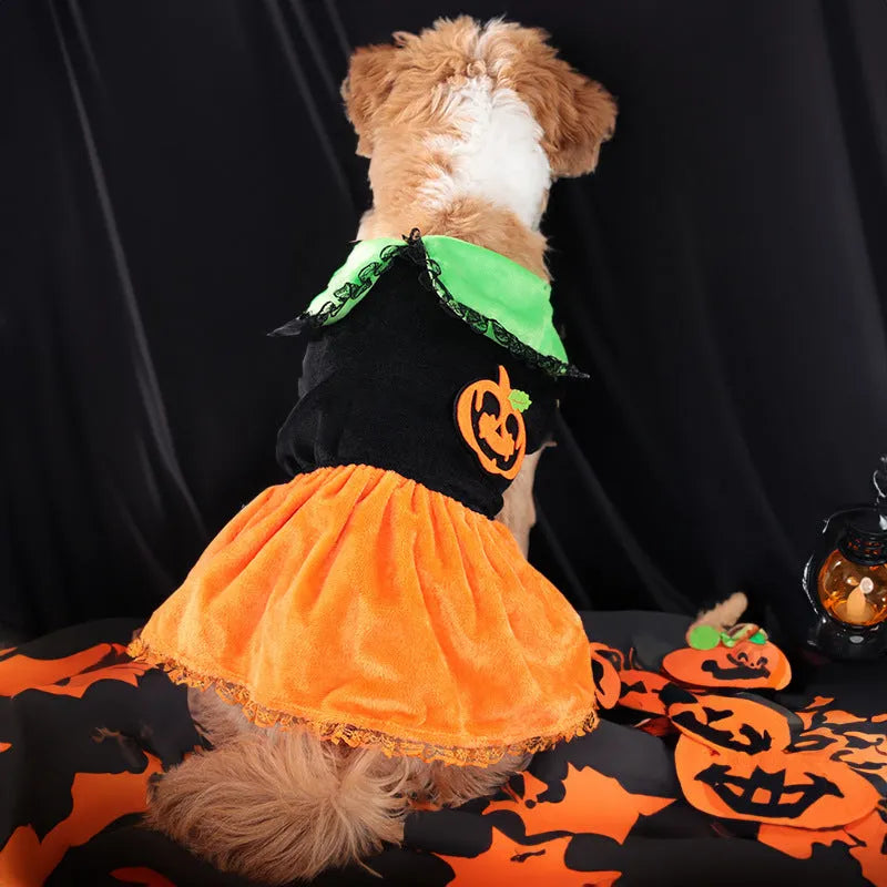 A dog wearing a crystal velvet Halloween pumpkin skirt costume, showing the soft fabric and festive design.