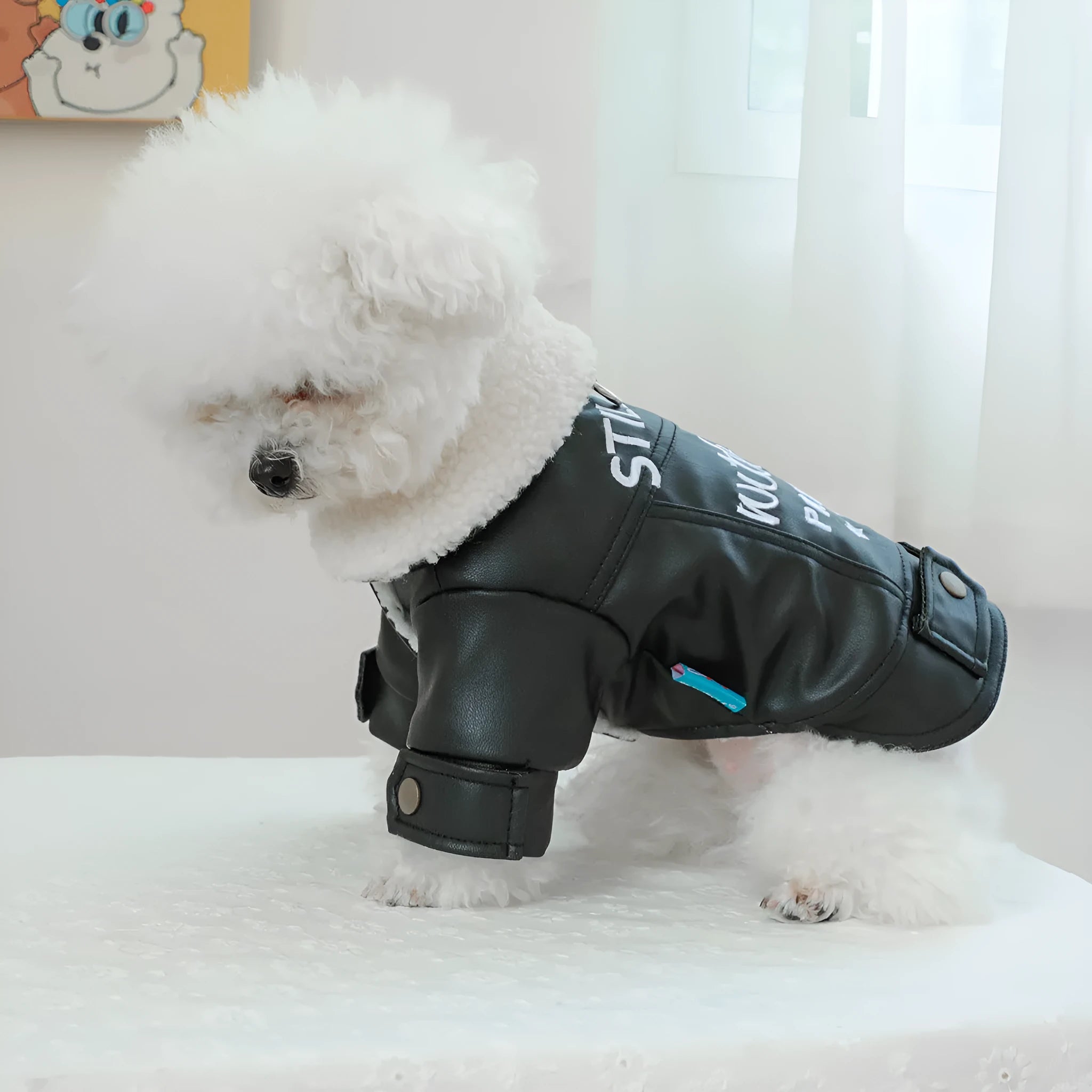 Dog wearing fleece lined padded coat in black colour with visible fleece lining at neck