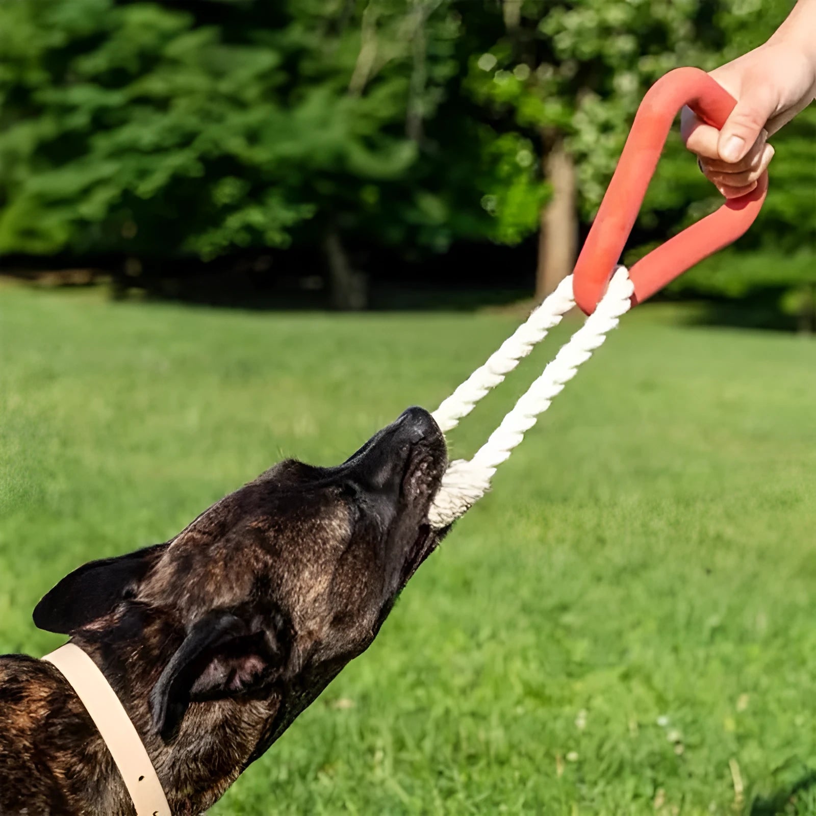 Large triangular cotton rope pull ring dog toy in beige, pink, and purple colour options