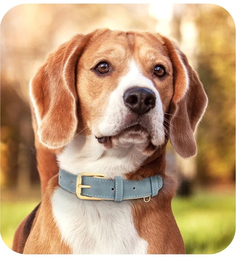 A double-layer leather dog collar with a matching lead in blue, shown alongside brown and rose red colour options.