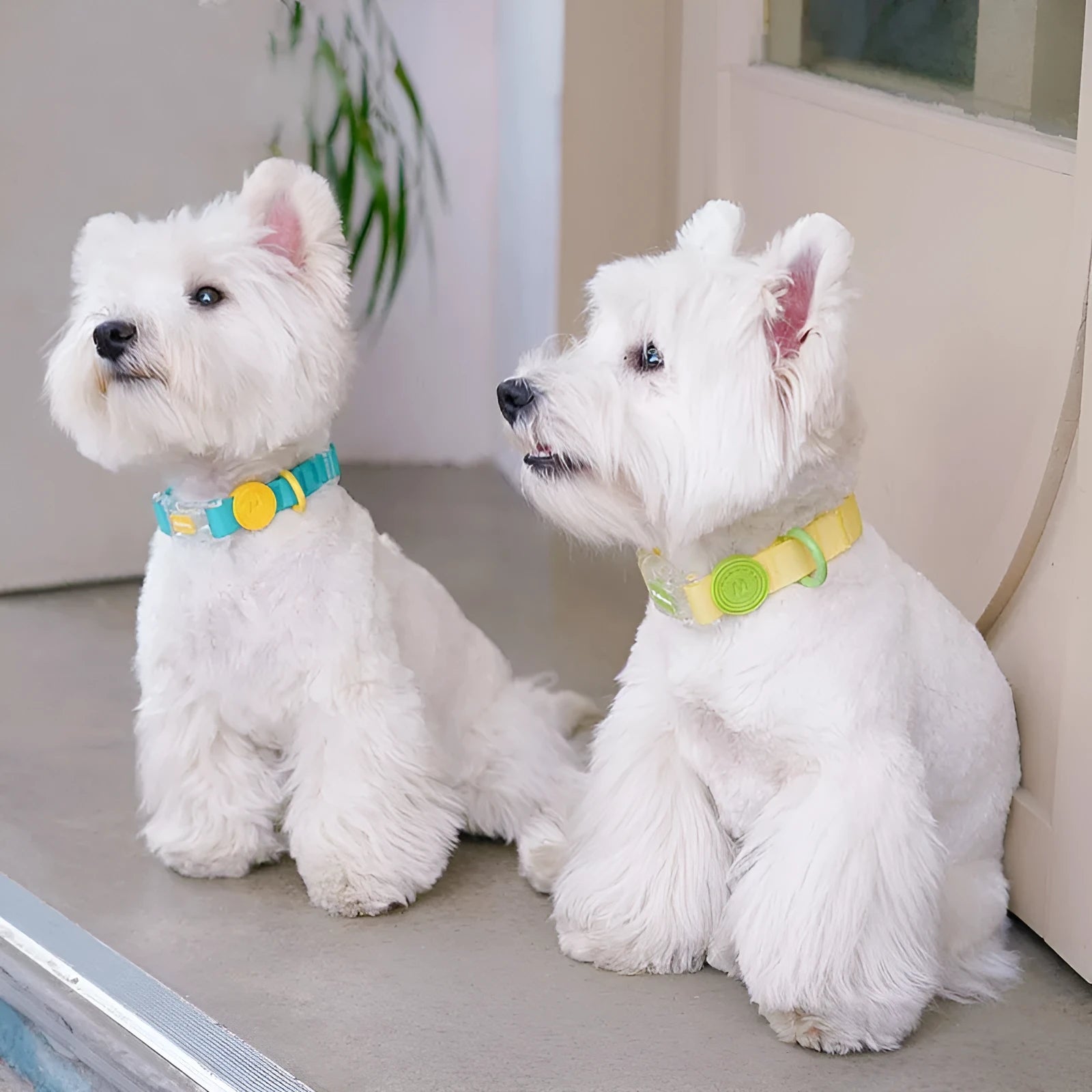 Nylon dog collar and leash set in choice of four colours with length options for pet control