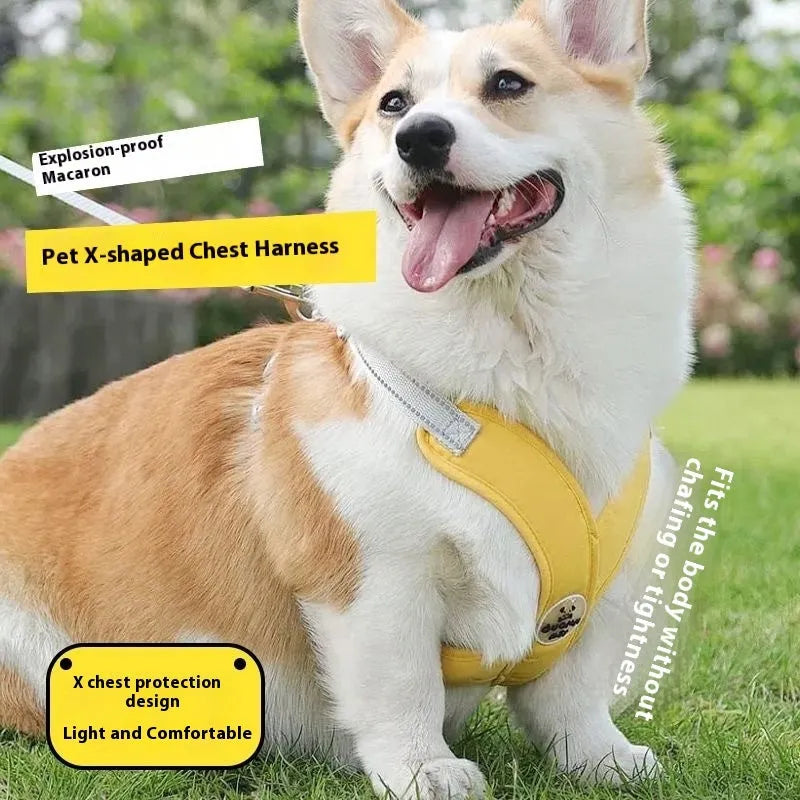 Blue polyester dog vest and matching hand-holding rope set on a white background.