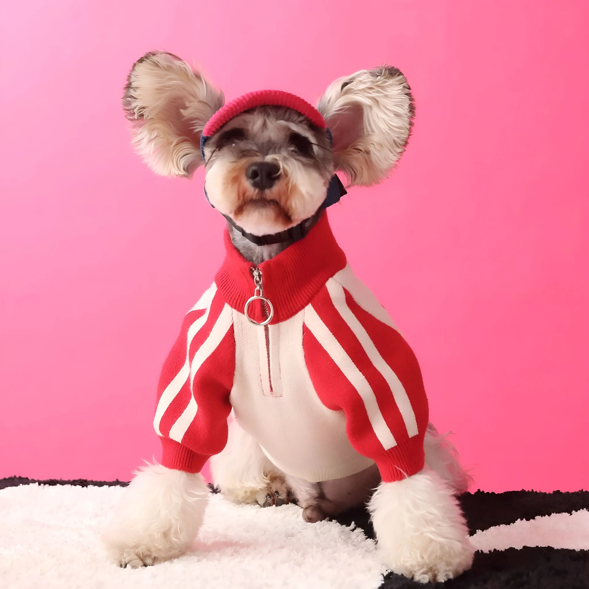 Wool dog sports cardigan sweater in dark green or red on canine model