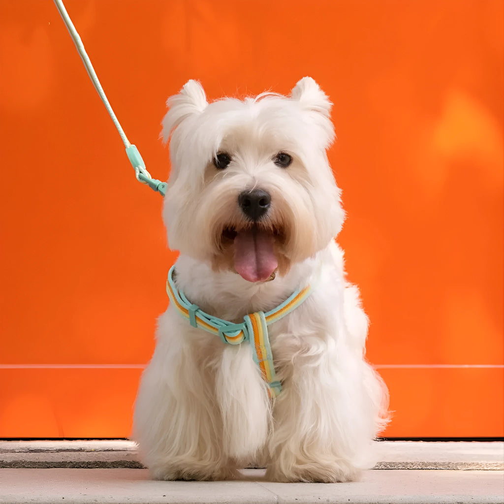 Retro record hand holding rope collar vest for small medium dogs multiple colours