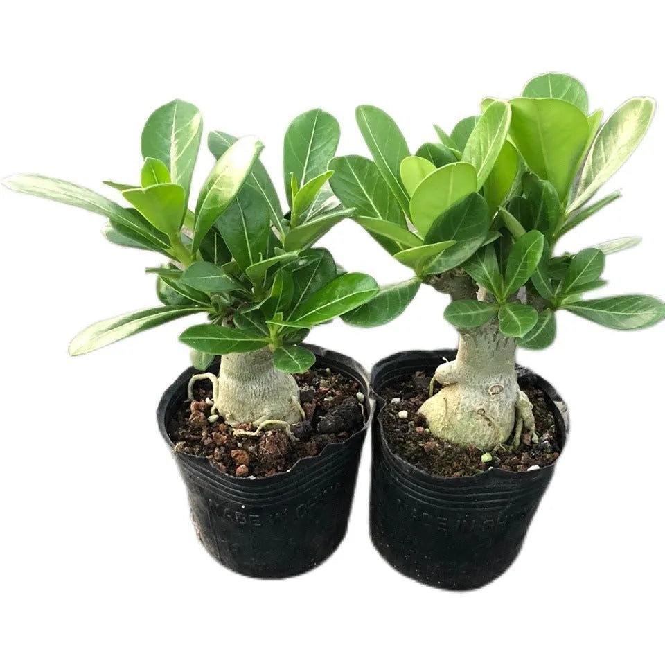 Bare-root Desert Rose plant seedlings (Adenium obesum) ready for potting.