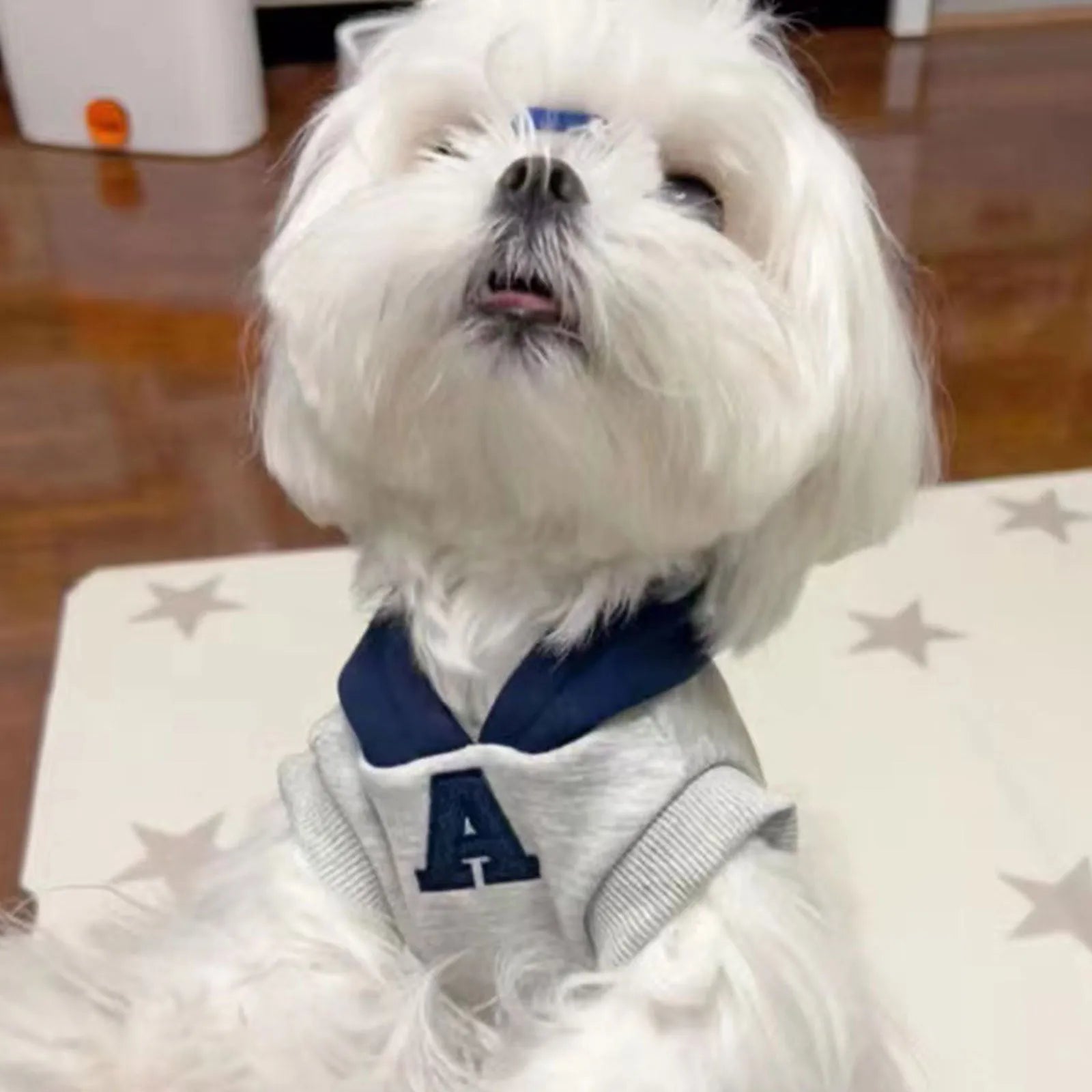 Blue and grey-white slim-fitting pet hoodie with reflective letters for cats and dogs