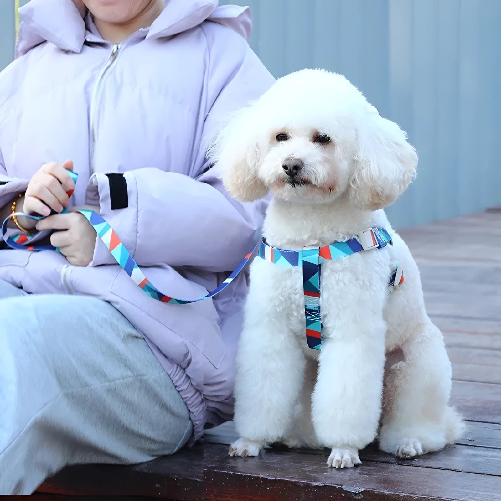 Blue polyester dog vest with attached haulage rope set on adjustable chest strap.
