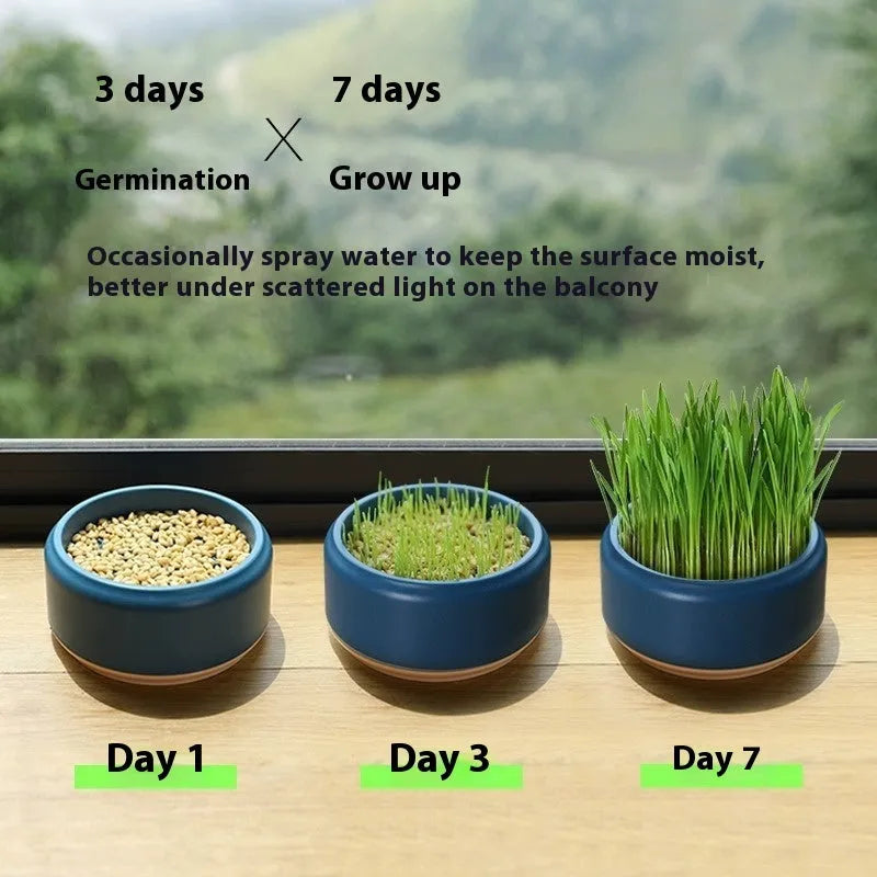 Blue, green, and yellow hydroponic cat grass cups with soilless medium and seed packets.