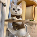 Apricot and brown lamb wool polar fleece cat winter vest showing front view on mannequin
