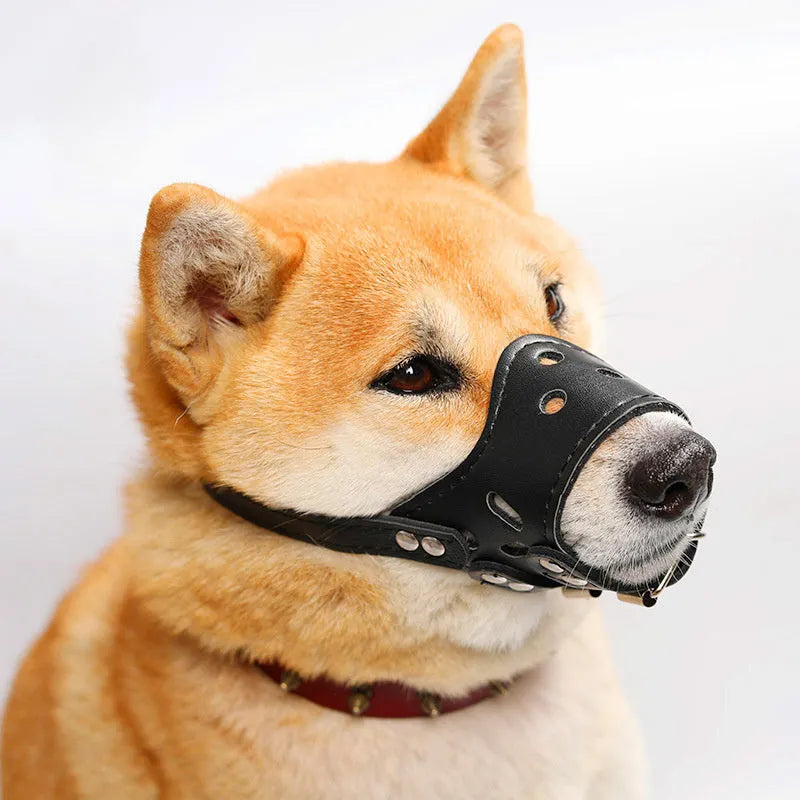 Black dog muzzle on a golden retriever showing size and fit