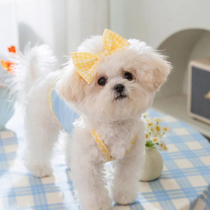 Small dog wearing a blue elastic vest with a heart texture bow on the front.