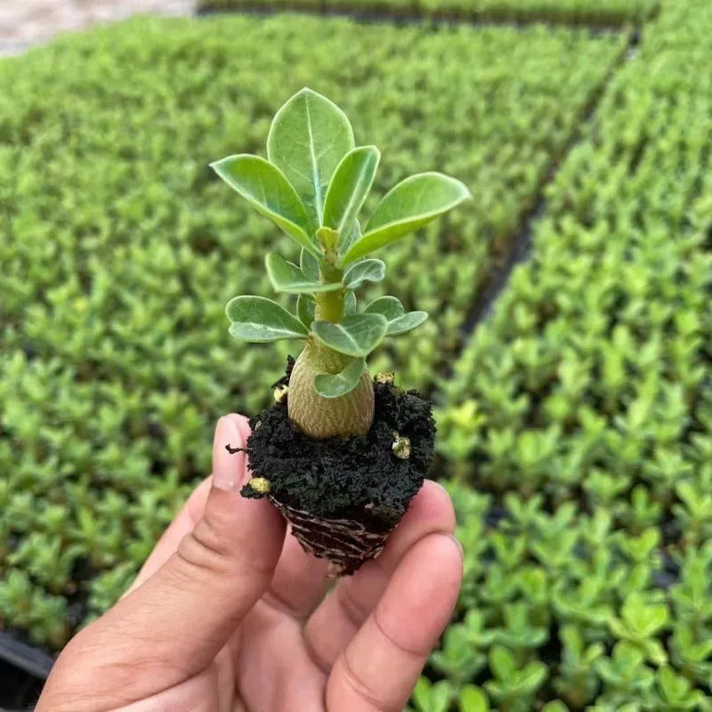 Bare-root Desert Rose plant seedlings (Adenium obesum) ready for potting.